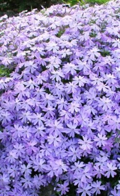 Blue Creeping Phlox - 6 Pack Of 1 Gallon Pots -Wilson Bros Garden phlox subulata blue creeping 1 2
