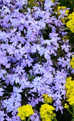 Blue Creeping Phlox - 6 Pack Of Pint Pots 13 Blue Creeping Phlox - 6 Pack Of Pint Pots -Wilson Bros Garden phlox subulata blue creeping 2 3
