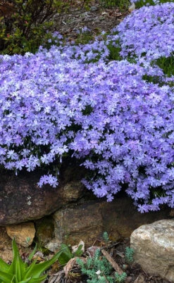 Blue Creeping Phlox - 18 Pack Of Pint Pots