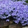Blue Creeping Phlox - 6 Pack Of Pint Pots -Wilson Bros Garden phlox subulata blue creeping 3 3