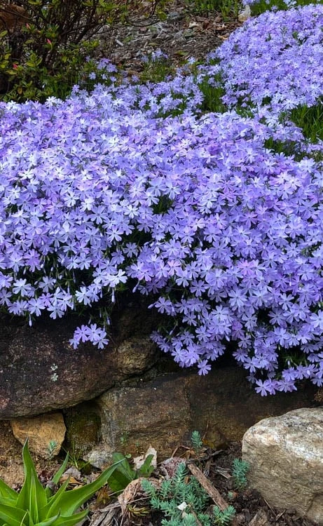 Blue Creeping Phlox - 6 Pack Of Pint Pots 3 Blue Creeping Phlox - 6 Pack Of Pint Pots