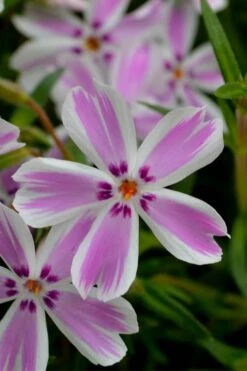 Candy Stripe Creeping Phlox - 1 Gallon Pot -Wilson Bros Garden phlox subulata candy stripe creeping 21 2