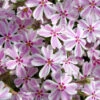 Candy Stripe Creeping Phlox - 18 Pack Of Pint Pots