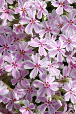 Candy Stripe Creeping Phlox - 5 Pack Of Pint Pots