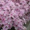 Candy Stripe Creeping Phlox - 1 Gallon Pot -Wilson Bros Garden phlox subulata candy stripe creeping 27 2