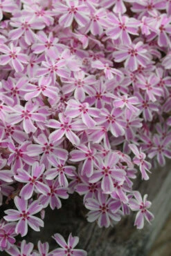 Candy Stripe Creeping Phlox - 10 Pack Of Pint Pots -Wilson Bros Garden phlox subulata candy stripe creeping 27 4