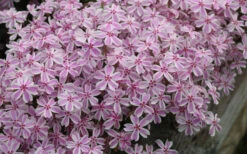 Candy Stripe Creeping Phlox - 18 Pack Of Pint Pots -Wilson Bros Garden phlox subulata candy stripe creeping 29