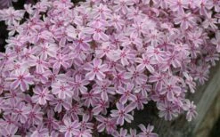 Candy Stripe Creeping Phlox - 5 Pack Of Pint Pots -Wilson Bros Garden phlox subulata candy stripe creeping 29 3