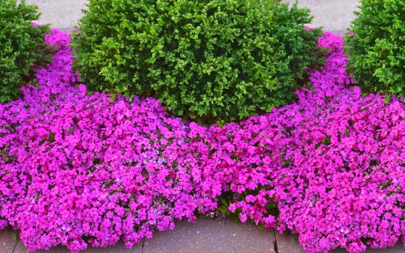 Drummond's Pink Creeping Phlox - 1 Gallon Pot 6 Drummond's Pink Creeping Phlox - 1 Gallon Pot - Image 4