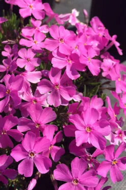 Emerald Pink Creeping Phlox - 1 Gallon Pot -Wilson Bros Garden phlox subulata emerald pink creeping phlox 1