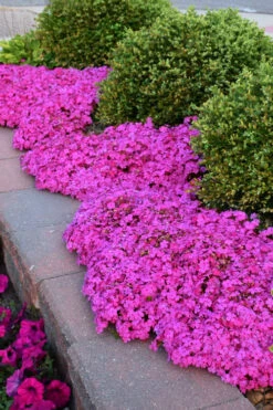 Emerald Pink Creeping Phlox - 1 Gallon Pot -Wilson Bros Garden phlox subulata emerald pink creeping phlox 4