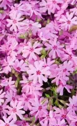 Pink Creeping Phlox - 18 Pack Of Pint Pots -Wilson Bros Garden phlox subulata pink creeping 1 4