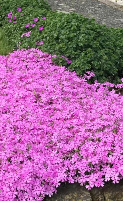 Pink Creeping Phlox - 6 Pack Of Pint Pots -Wilson Bros Garden phlox subulata pink creeping 2 3