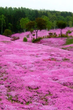 Pink Creeping Phlox - 6 Pack Of Pint Pots -Wilson Bros Garden phlox subulata pink creeping phlox 100