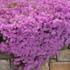 Pink Creeping Phlox - 18 Pack Of Pint Pots -Wilson Bros Garden phlox subulata pink creeping phlox 200 2