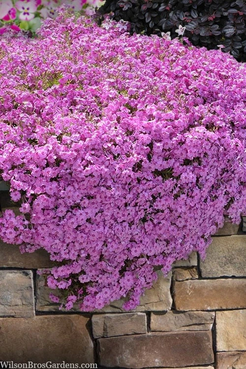 Pink Creeping Phlox - 6 Pack Of 1 Gallon Pots 3 Pink Creeping Phlox - 6 Pack Of 1 Gallon Pots