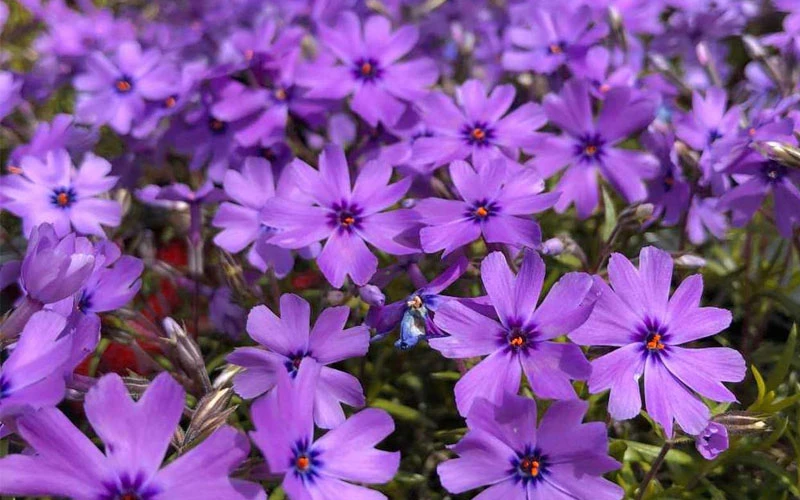 Purple Beauty Creeping Phlox - 5 Pack Of Quart Pots 9 Purple Beauty Creeping Phlox - 5 Pack Of Quart Pots - Image 7