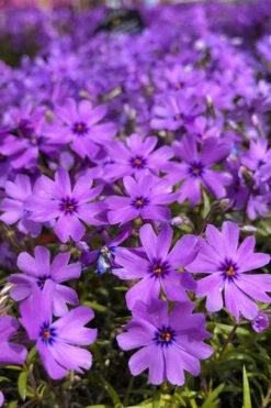 Purple Beauty Creeping Phlox - 5 Pack Of Quart Pots