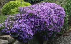 Purple Beauty Creeping Phlox - 5 Pack Of Quart Pots 13 Purple Beauty Creeping Phlox - 5 Pack Of Quart Pots -Wilson Bros Garden phlox subulata purple beauty creeping 23