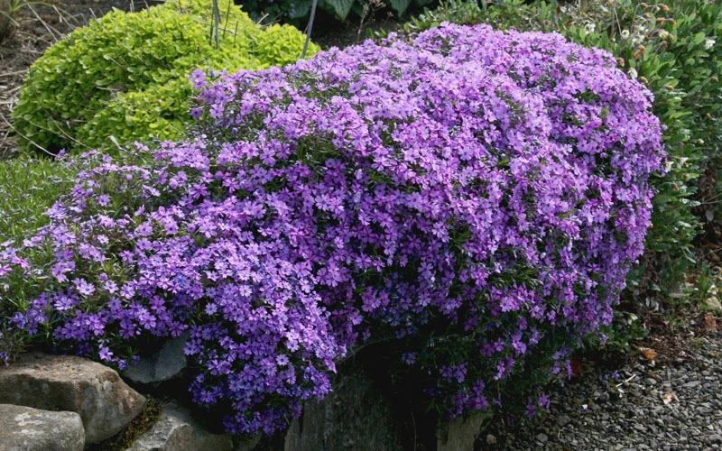 Purple Beauty Creeping Phlox - 5 Pack Of Quart Pots 7 Purple Beauty Creeping Phlox - 5 Pack Of Quart Pots - Image 5