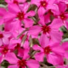 Scarlet Flame Creeping Phlox - 5 Pack Of Pint Pots 1 Scarlet Flame Creeping Phlox - 5 Pack Of Pint Pots -Wilson Bros Garden phlox subulata scarlet flame creeping 10 1