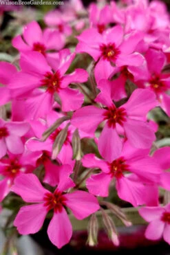 Scarlet Flame Creeping Phlox - 1 Gallon Pot