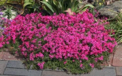 Scarlet Flame Creeping Phlox - 1 Gallon Pot -Wilson Bros Garden phlox subulata scarlet flame creeping 2