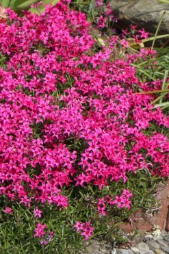Scarlet Flame Creeping Phlox - 1 Gallon Pot -Wilson Bros Garden phlox subulata scarlet flame creeping 6
