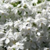White Creeping Phlox - 1 Gallon Pot -Wilson Bros Garden phlox subulata white 1
