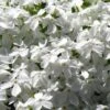 White Creeping Phlox - 6 Pack Of 1 Gallon Pots -Wilson Bros Garden phlox subulata white 1 2