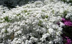 White Creeping Phlox - 6 Pack Of 1 Gallon Pots 9 White Creeping Phlox - 6 Pack Of 1 Gallon Pots -Wilson Bros Garden phlox subulata white 2 2