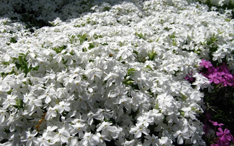 White Creeping Phlox - 6 Pack Of 1 Gallon Pots 6 White Creeping Phlox - 6 Pack Of 1 Gallon Pots - Image 4