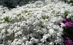 White Creeping Phlox - 1 Gallon Pot -Wilson Bros Garden phlox subulata white 2