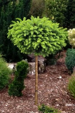 Little Gem Dwarf Norway Spruce Tree (Single Trunk) - 2 Gallon Pot -Wilson Bros Garden picea abies little gem dwarf norway spruce tree 1