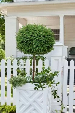 Little Gem Dwarf Norway Spruce Tree (Single Trunk) - 2 Gallon Pot -Wilson Bros Garden picea abies little gem dwarf norway spruce tree 5