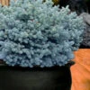 Dwarf Globe Blue Spruce (Picea Pungens 'Globosa') - 1 Gallon Pot 2 Dwarf Globe Blue Spruce (Picea Pungens 'Globosa') - 1 Gallon Pot -Wilson Bros Garden picea pungens globosa dwarf globe blue spruce 1