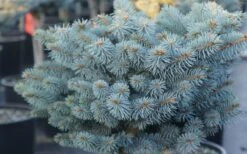 Dwarf Globe Blue Spruce Topiary Tree (Picea Pungens 'Globosa') - 5 Gallon Pot -Wilson Bros Garden picea pungens globosa dwarf globe blue spruce 2