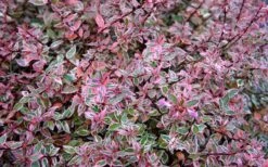 Confetti Dwarf Abelia - 3 Gallon Pot 15 Confetti Dwarf Abelia - 3 Gallon Pot -Wilson Bros Garden picture abelia confetti pink foliage