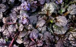 Black Scallop Ajuga Bugleweed - 10 Pack Of Pint Pots -Wilson Bros Garden picture ajuga black scallop