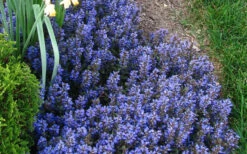 Chocolate Chip Ajuga (Bugleweed) - 5 Pack Of 4" Pint Pots -Wilson Bros Garden picture ajuga chocolate chip 2