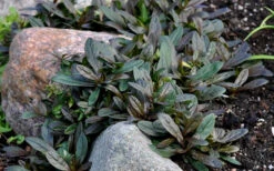 Chocolate Chip Ajuga (Bugleweed) - 5 Pack Of 4" Pint Pots -Wilson Bros Garden picture ajuga chocolate chip 7