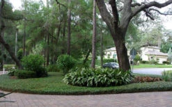 Asian Jasmine - Asiatic Jasmine - 18 Count Flat Of Pint Pots -Wilson Bros Garden picture asian jasmine 8 3