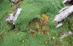 Elfin Creeping Thyme - Thymus Serpyllum Elfin - 6 Pack Of 3.5" Pint Pots -Wilson Bros Garden picture creeping thyme elfin 4 1