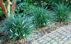 Emerald Goddess Liriope (Lilyturf) - 1 Gallon Pot -Wilson Bros Garden picture liriope emerald goddess 1 2