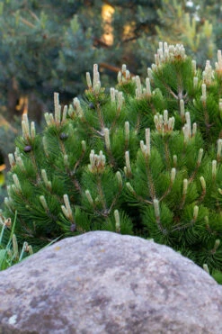 Dwarf Swiss Mountain Pine (Pinus Mugo 'Pumilio') - 1 Gallon Pot 11 Dwarf Swiss Mountain Pine (Pinus Mugo 'Pumilio') - 1 Gallon Pot -Wilson Bros Garden pinus mugo pumilio dwarf swiss mountain pine 3