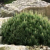 Dwarf Swiss Mountain Pine (Pinus Mugo 'Pumilio') - 1 Gallon Pot -Wilson Bros Garden pinus mugo pumilio dwarf swiss mountain pine 5