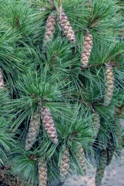 Coney Island White Pine - 2 Gallon Pot -Wilson Bros Garden pinus strobus coney island white pine 11