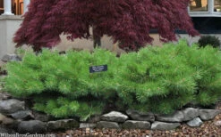 Hillside Creeper Scotch Pine (Pinus Sylvestris) - 1 Gallon Pot 13 Hillside Creeper Scotch Pine (Pinus Sylvestris) - 1 Gallon Pot -Wilson Bros Garden pinus sylvestris hillside creeper 3