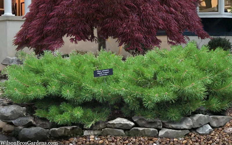 Hillside Creeper Scotch Pine (Pinus Sylvestris) - 1 Gallon Pot 7 Hillside Creeper Scotch Pine (Pinus Sylvestris) - 1 Gallon Pot - Image 5