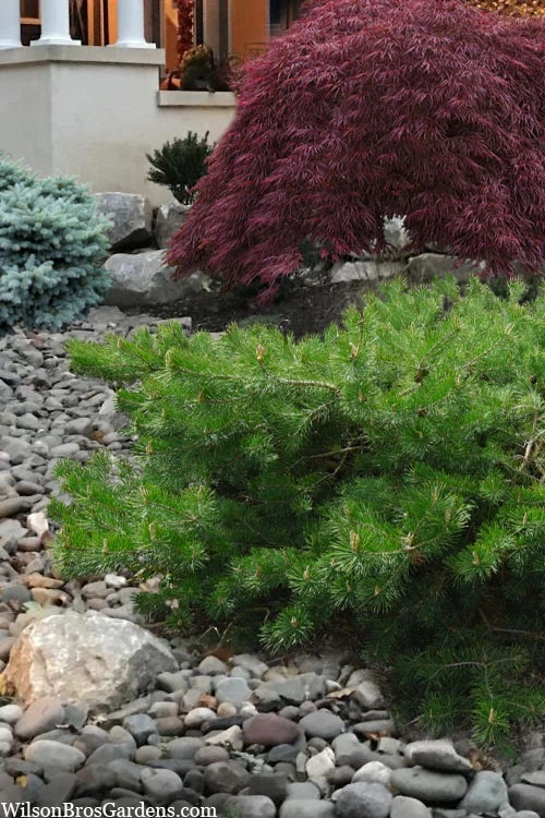 Hillside Creeper Scotch Pine (Pinus Sylvestris) - 1 Gallon Pot 9 Hillside Creeper Scotch Pine (Pinus Sylvestris) - 1 Gallon Pot - Image 7